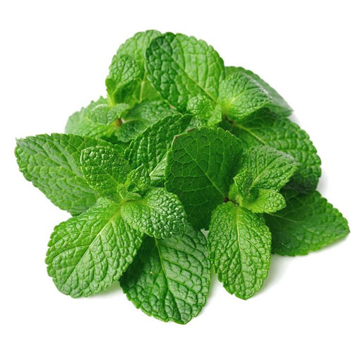 Mentha