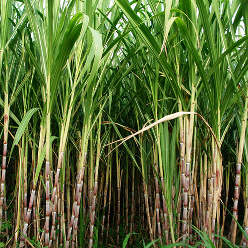 Sugarcane